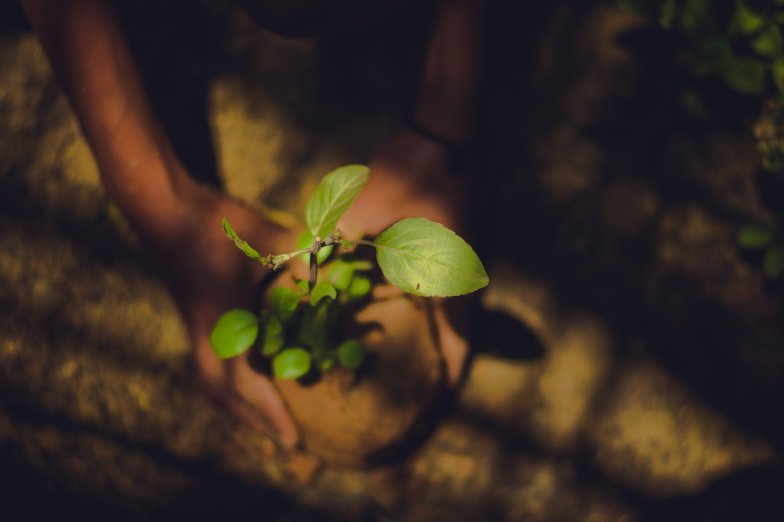 bambook reforestation project