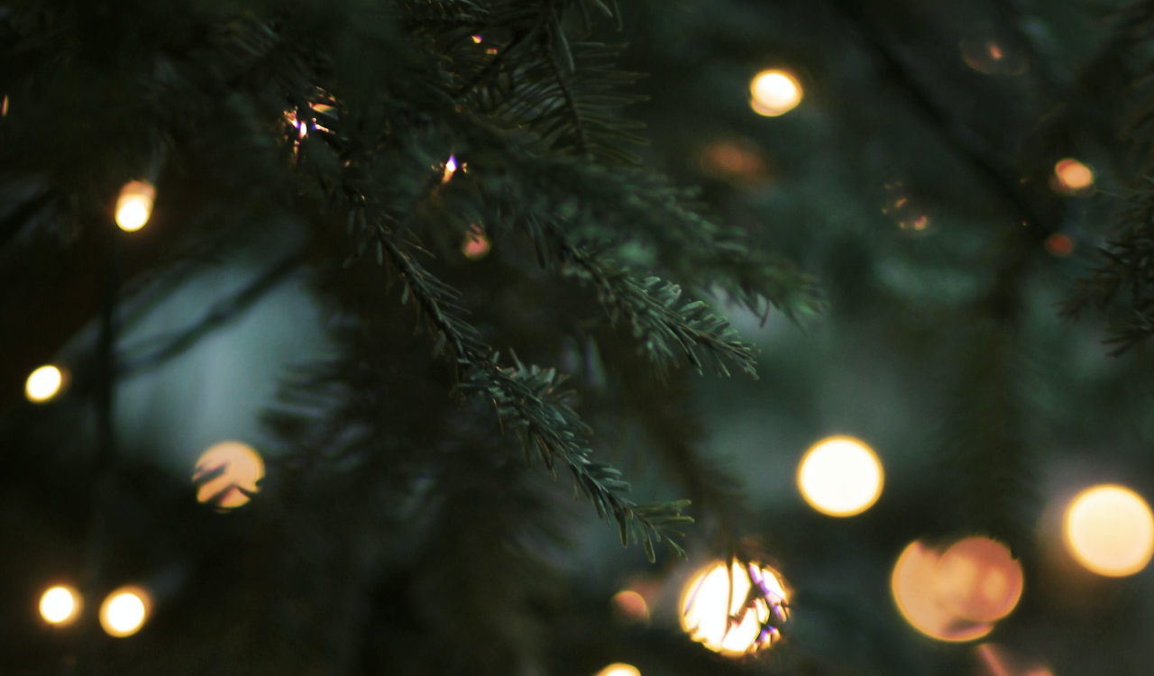 Are Real or Fake Christmas Trees Better For the Environment Blog