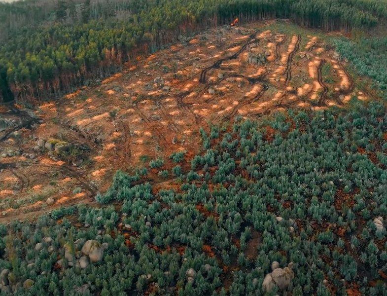 The problem with deforestation