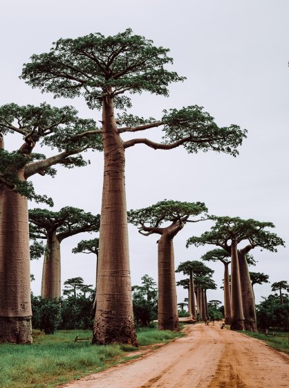 Baobabs tree Bambook