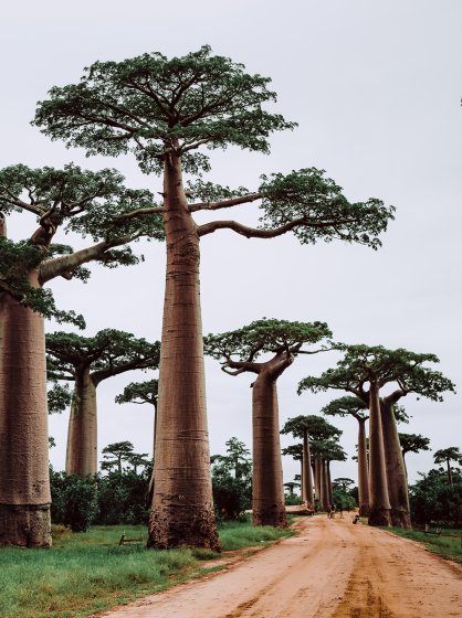 Baobabs Madagascar