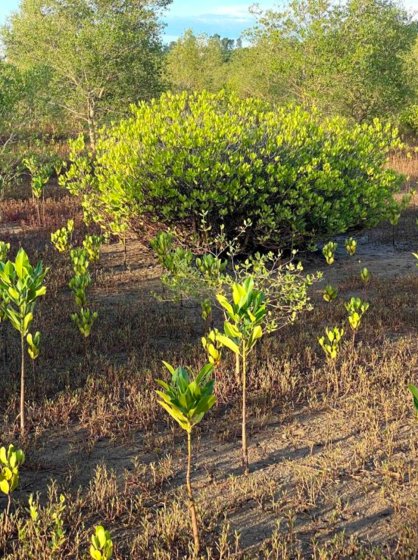 Euphorbiaceae tree Bambook