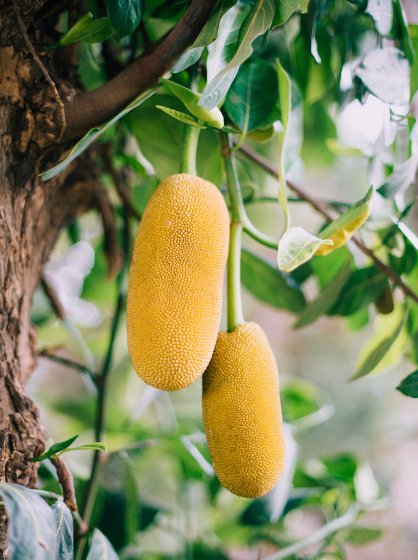 Jack fruit tree