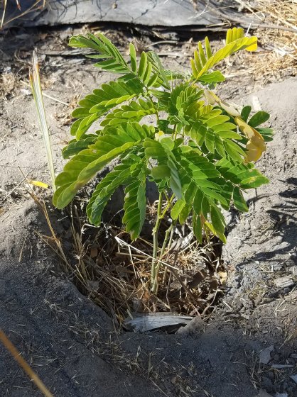 Albizia lebbeck tree Bambook