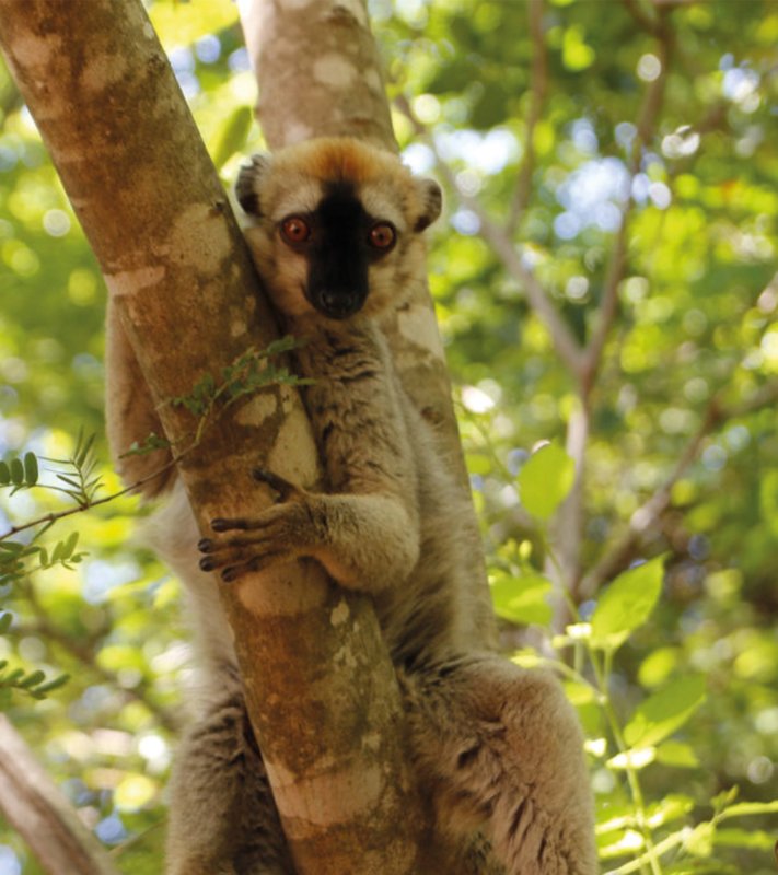 Animal Habitat Madagascar