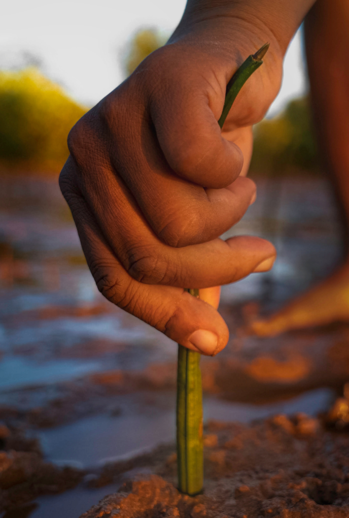 Planting Trees