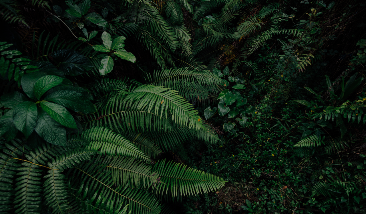 Planten