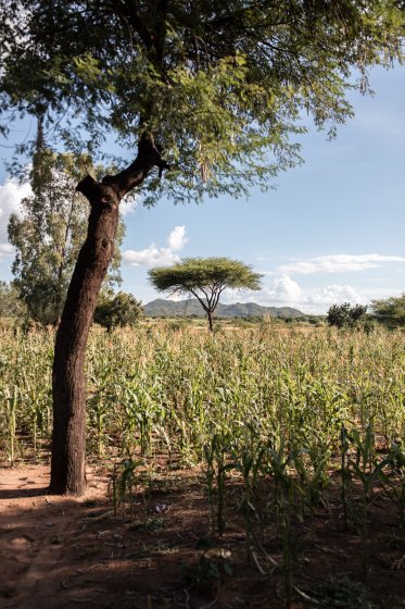 Agroforestry