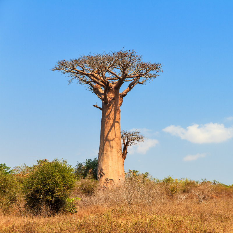 Baobabs