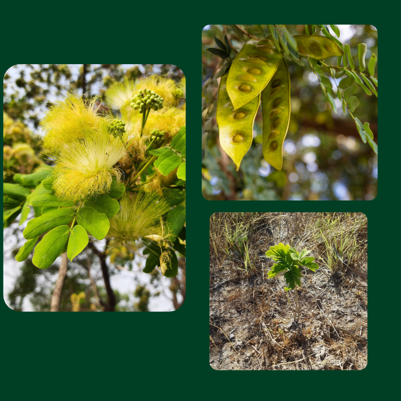 Albizia Lebbeck