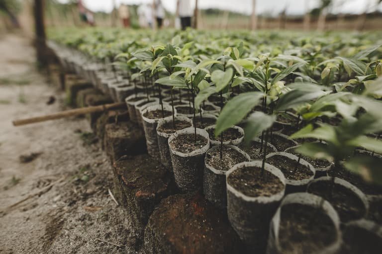 veritree nature based solutions