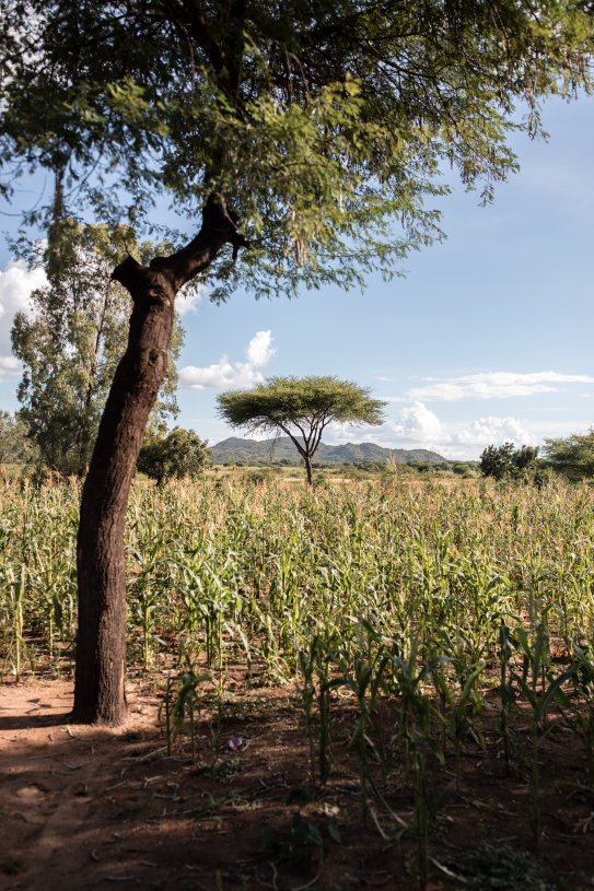Agroforestry