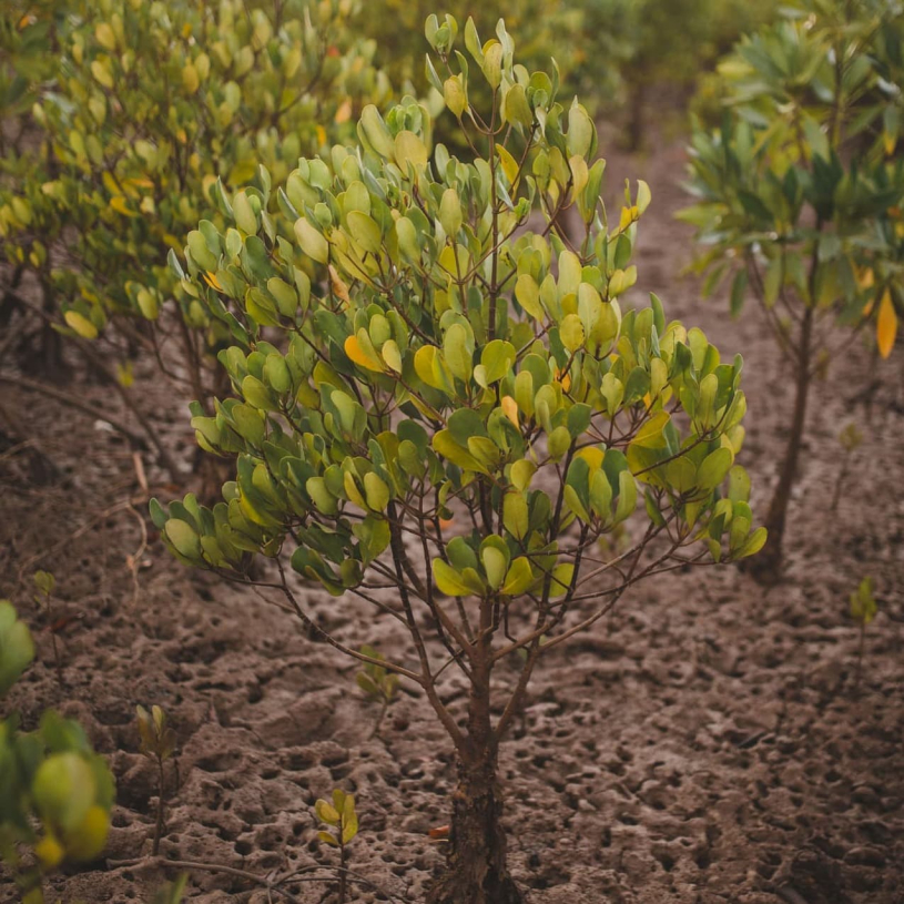 Mangroves